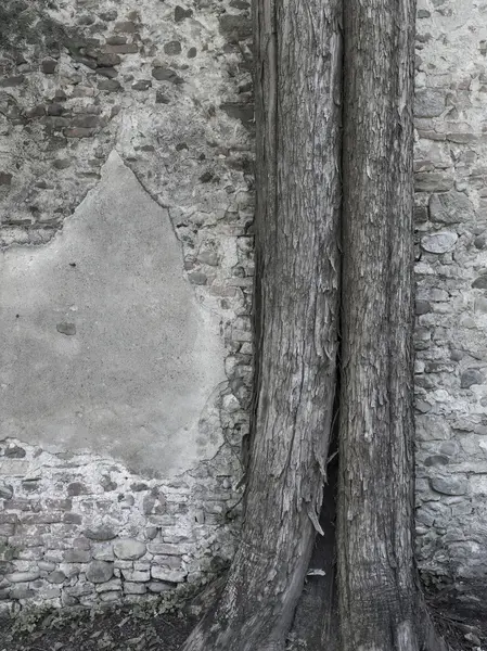 Tronco de árbol y pared de ladrillo —  Fotos de Stock