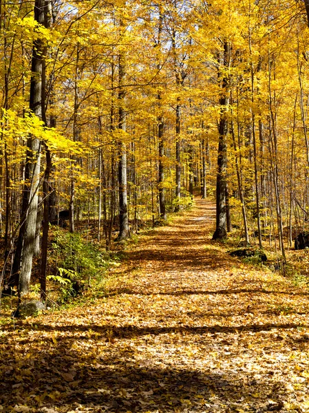 Yellow walking trail — Stock Photo, Image