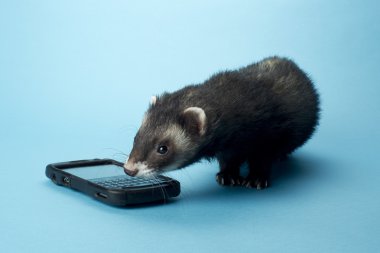 cep telefonu ile 430 gelincik