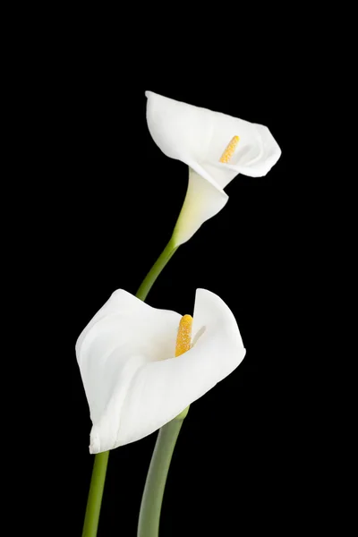 420 due gigli calla su sfondo scuro — Foto Stock