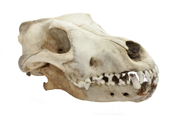 422 dog skull — Stock Photo, Image