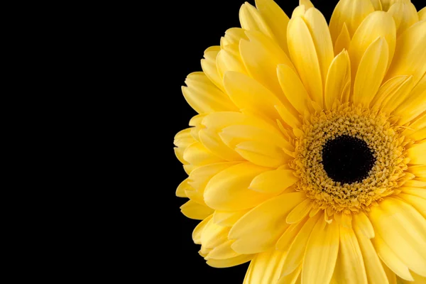423 image recadrée d'une fleur jaune — Photo