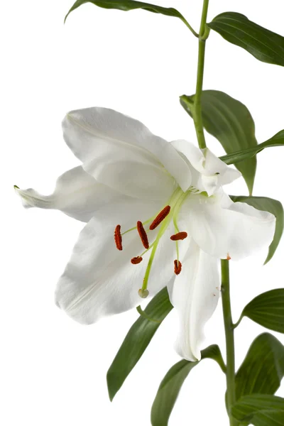 457 fiore di tulipano bianco — Foto Stock