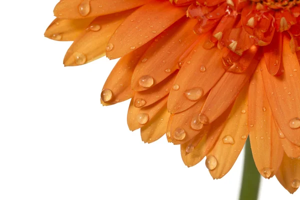 465 gerbera orange daisy — Stock Photo, Image