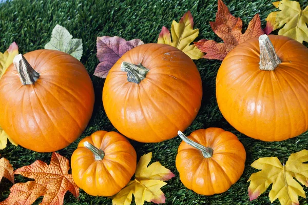 466 cropped image of halloween pumpkins with autumn leaves — Stock Photo, Image