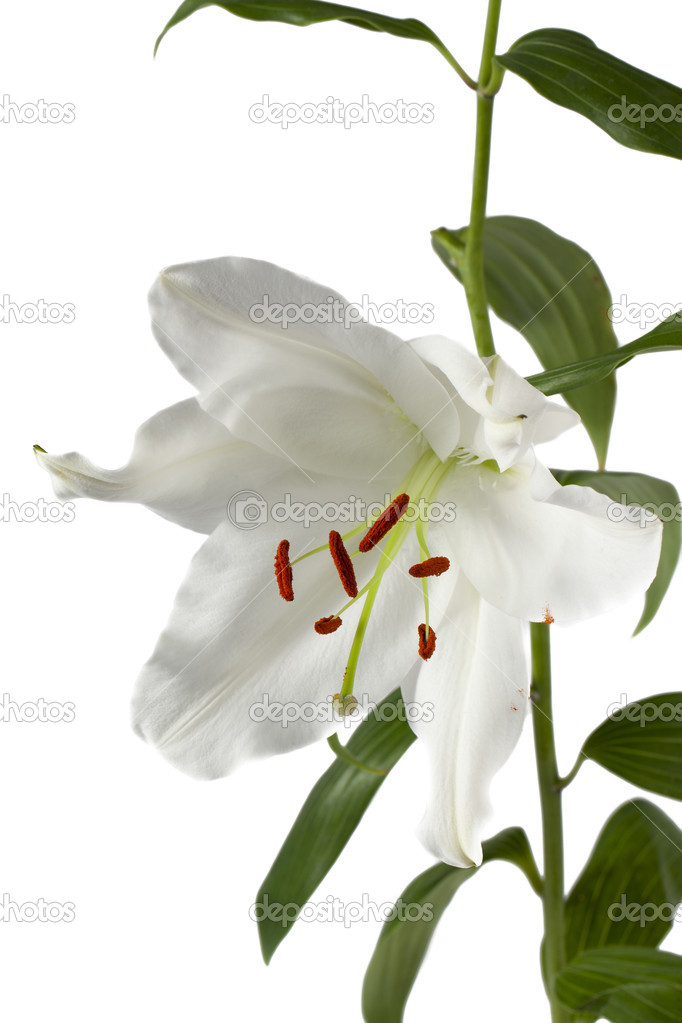 457 white tulip flower