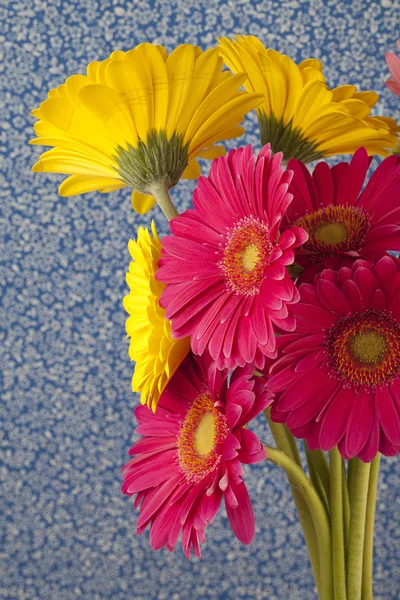 479 pink and yellow daisy flowers — Stock Photo, Image