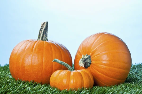 495 widok halloween Pumpkins na trawie — Zdjęcie stockowe