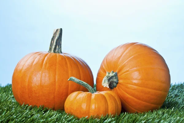 495 uitzicht van halloween pompoenen op gras — Stockfoto