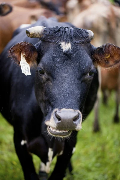 125 vaca com etiqueta numérica — Fotografia de Stock