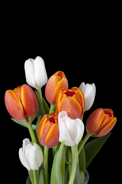 516 помаранчевих і білих квіткових бруньок — стокове фото