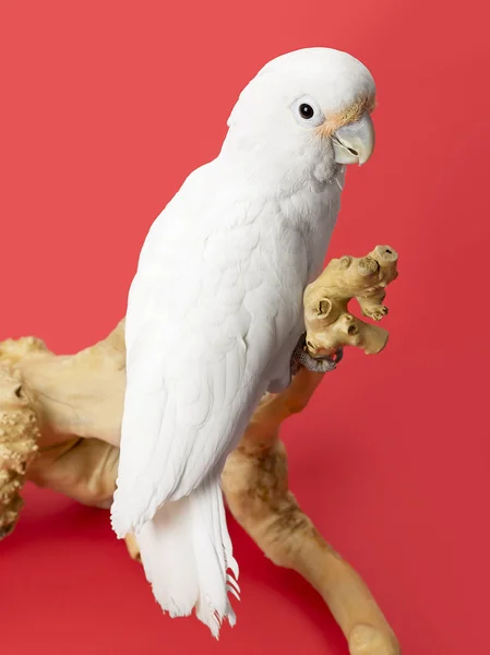 516 white parrot — Stock Photo, Image