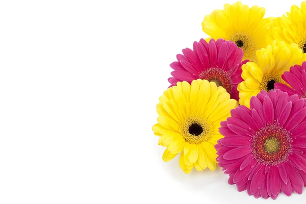 536 барвистих ромашкових квітів — стокове фото