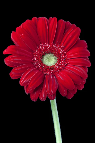 538 red daisy — Stock Photo, Image