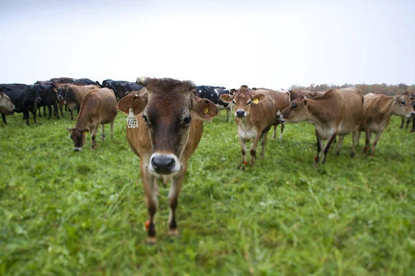 Herd of cows at field — Stock Photo, Image