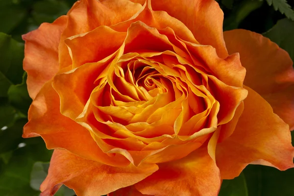 Oranssi ruusu — kuvapankkivalokuva
