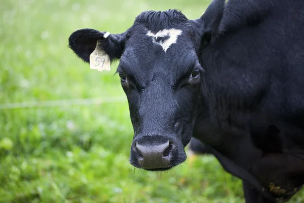 Vaca com etiqueta numérica na orelha — Fotografia de Stock