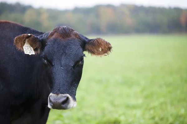 Bilden av en ko — Stockfoto