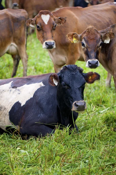 Vee op veld — Stockfoto