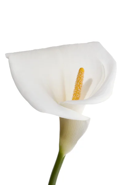 Flor de lirio de Calla — Foto de Stock