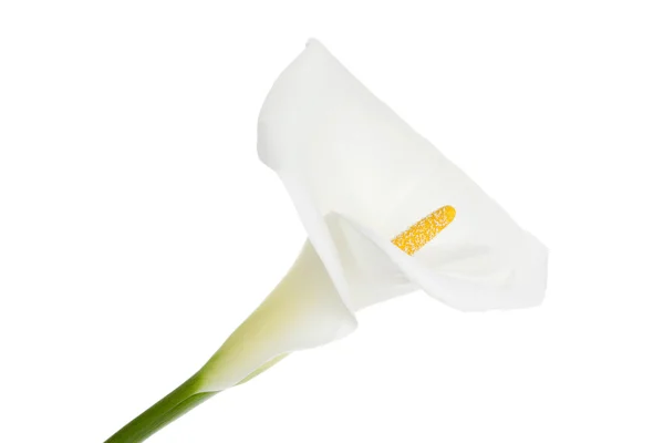 Flor de lírio Calla — Fotografia de Stock