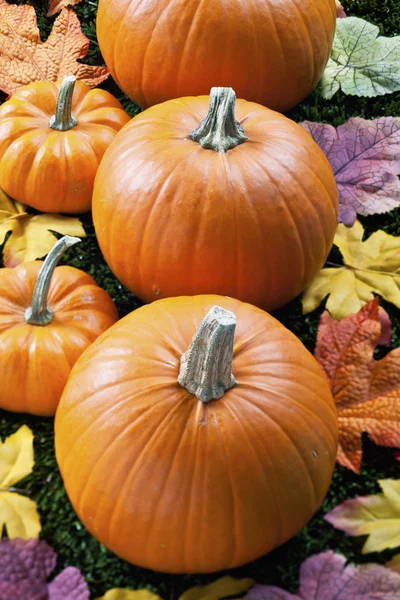 Cropped view of halloween pumpkins — Stock Photo, Image