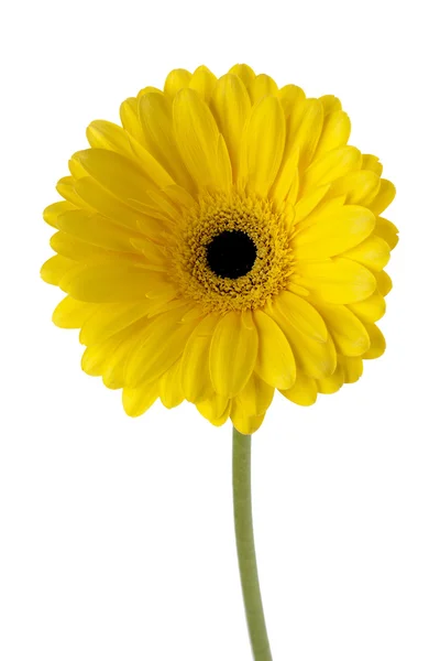 623 daisy blomman — Stockfoto