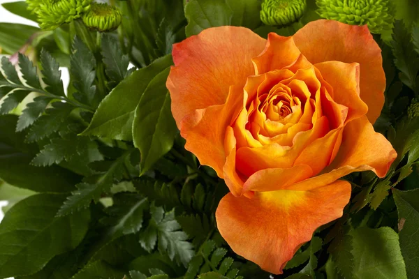 237 orange rose — Stock Photo, Image