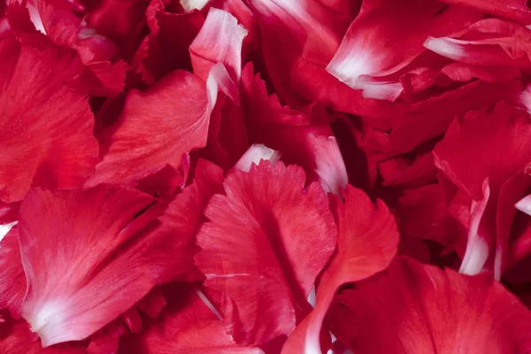 638 pétalos de flores rojas —  Fotos de Stock
