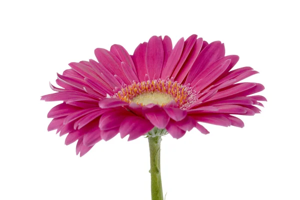 640 close up van roze bloem — Stockfoto