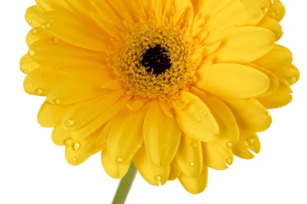 251 våt gul blomma — Stockfoto