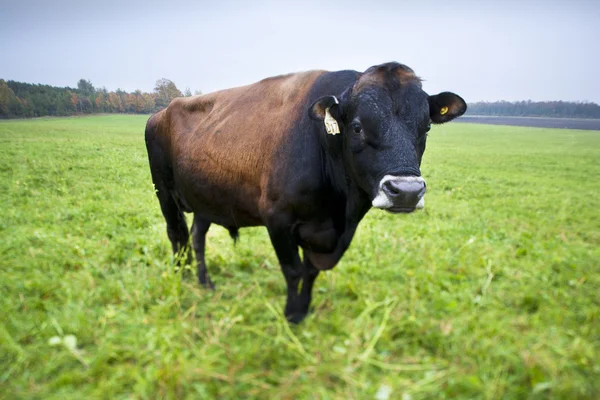 255 vache à la ferme laitière — Photo