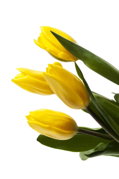 655 žluté tulipány na bílém pozadí — Stock fotografie