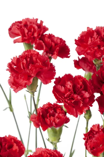 659 red peony flowers — Stock Photo, Image