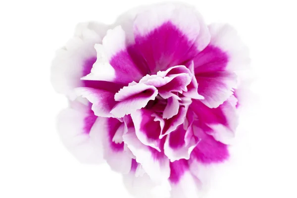 670 carnation — Stock Photo, Image