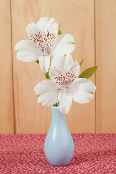 286 white flowers — Stock Photo, Image