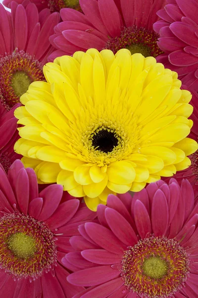 689 pembe ve sarı gerbera daisies — Stok fotoğraf