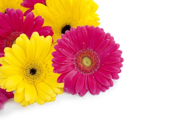 698 cropped image of pink and yellow flowers — Stock Photo, Image