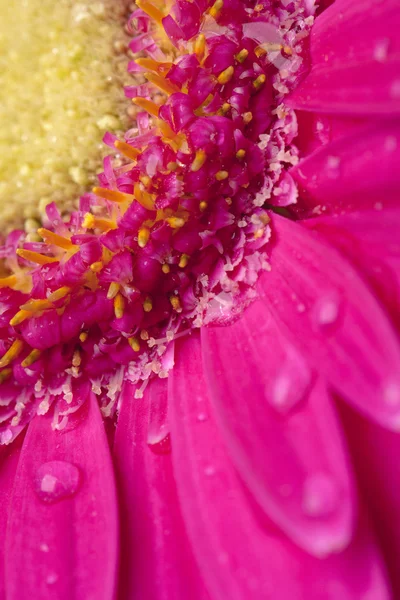 698 cropped image of pink flower — Stock Photo, Image