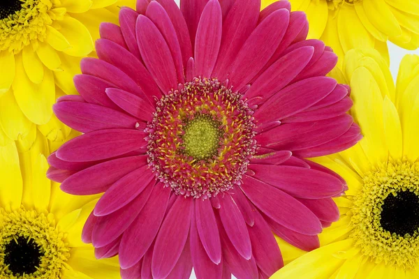 700 marguerites roses et jaunes — Photo