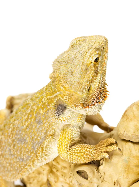 303 lagarto dragão barbudo — Fotografia de Stock
