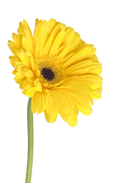304 fleur de marguerite jaune — Photo