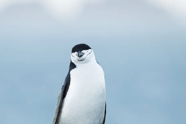 308 image of a gentoo penguin — Stock Photo, Image