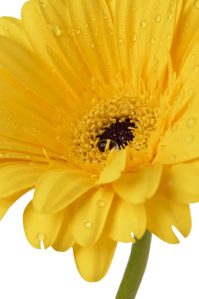 709 wet yellow flower — Stock Photo, Image