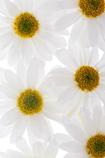 709 white sunflower — Stock Photo, Image