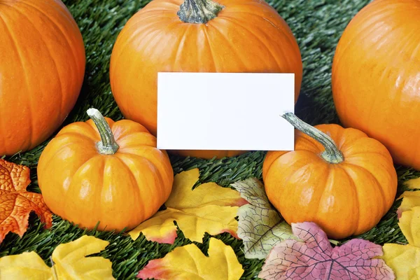 733 high angle view of halloween pumpkins with placard — Stock Photo, Image
