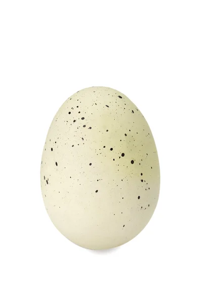 347 spotted easter egg — Stock Photo, Image