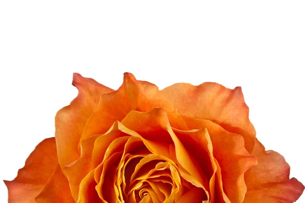 35 cropped image of a orange rose — Stock Photo, Image