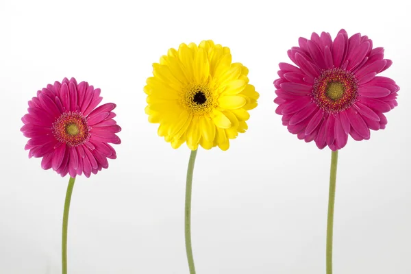 Pink and yellow daisies — Stock Photo, Image