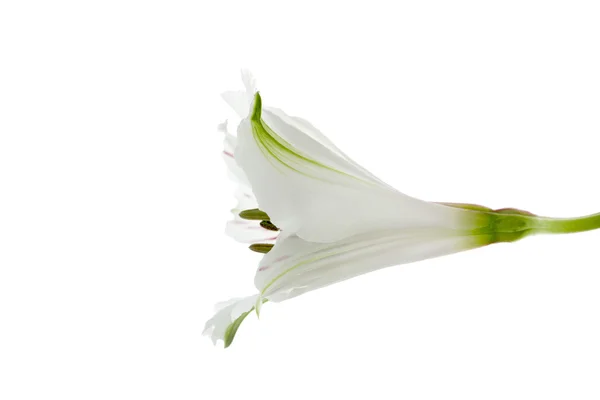 Fiore bianco — Foto Stock